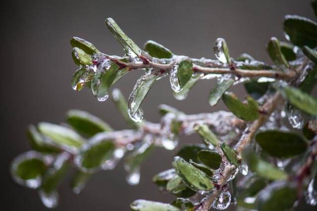 Ice on yaupon